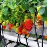 growing strawberries hydroponically