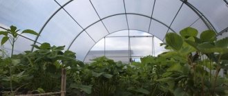 Growing strawberries in a greenhouse
