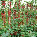 growing red currants on a trellis