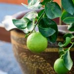 Growing limes at home