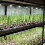 growing onions hydroponically