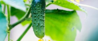 Growing cucumber Forsazh