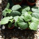 Growing cucumbers in open ground: rules and recommendations
