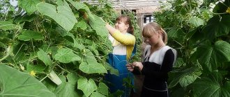 Growing cucumbers in a greenhouse: rules, tips, recommendations
