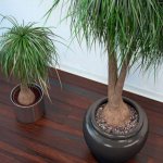 Growing palm trees from seeds - a detailed guide for beginners