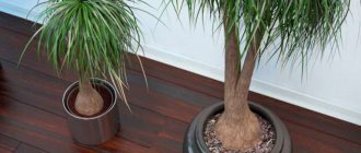 Growing palm trees from seeds - a detailed guide for beginners