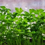growing parsley at home