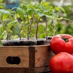 Growing tomatoes in open ground: from planting to harvesting