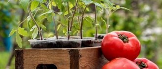 Выращивание помидоров в открытом грунте: от посадки до сбора урожая