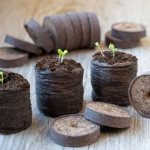 growing seedlings in peat tablets