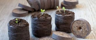 growing seedlings in peat tablets