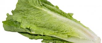 growing romaine lettuce