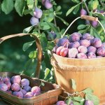 Growing plums: tips from experienced gardeners