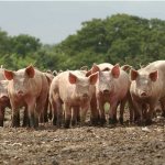 выращивание свиней на мясо в домашних условиях