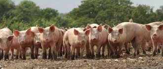 выращивание свиней на мясо в домашних условиях