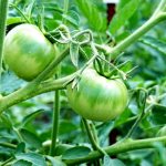Growing tomato Verochka