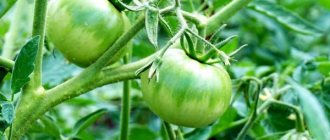 Growing tomato Verochka
