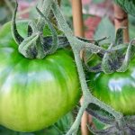 Growing tomato Yusupovsky
