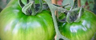 Выращивание томата Юсуповский