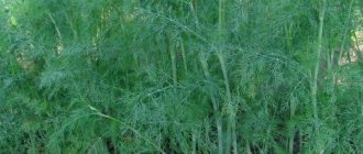 Growing dill