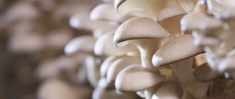 Growing oyster mushrooms in the country