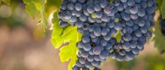 Growing Marinovsky grapes