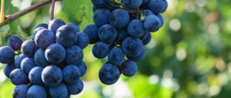 Выращивание винограда Северный плечистик