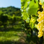 Выращивание винограда Спонсор