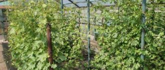 выращивание винограда в теплице