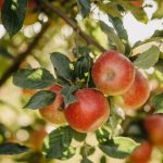 Выращивание яблони Башкирская красавица