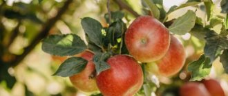 Growing an apple tree Bashkir beauty