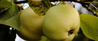 Выращивание яблони Юнга