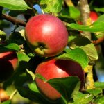 Выращивание яблони Заветное