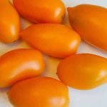 'Высокорослый и богатый на урожай томат "Чухлома": выращиваем самостоятельно и наслаждаемся плодами' width="800