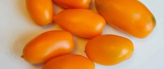 'Высокорослый и богатый на урожай томат "Чухлома": выращиваем самостоятельно и наслаждаемся плодами' width="800