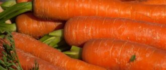 High-yielding carrot hybrid Sankina Lyubov