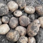 &#39;High-yielding potato variety with o(Bogatyr)&#39; width=&quot;800