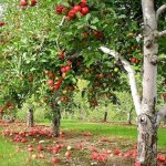 Mature apple trees