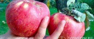 Яблоки часто называют сувенирными: их внешняя эффектность сочетается с превосходным винно-сладко-кислым вкусом, соответствующим высоким дегустационным стандартам