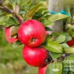 Яблоки сорта «Антей» (на фото) округло-конической формы, слегка сплюснутые, густо покрытые темно-красным румянцем