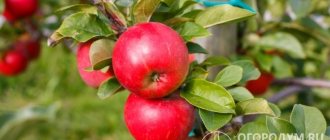 Apples of the Antey variety (pictured) are round-conical, slightly flattened, densely covered with a dark red blush