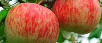 Яблоки сорта «Бельфлер-китайка» не осыпаются с дерева в процессе созревания и сохраняют свой аромат на протяжении всего срока хранения