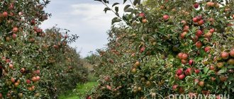 Idared apple trees (pictured) are very popular in many countries around the world and are widely used in industrial plantings