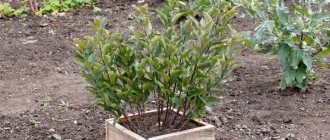 apple trees on dwarf rootstock