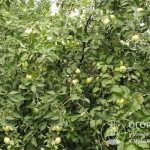 Яблоня «Богатырь» (на фото) – высокорослое дерево с крупными вкусными плодами