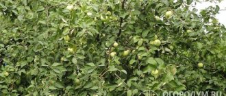 Яблоня «Богатырь» (на фото) – высокорослое дерево с крупными вкусными плодами