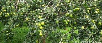 The “Wonderful” apple tree is low-growing, with a creeping crown, the shoots have an arched shape, bending to the ground