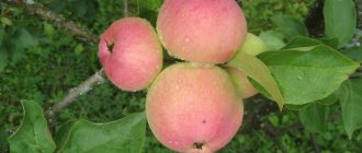 Apple tree Grushovka
