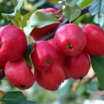 Apple tree Chinese Kerr reviews