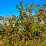 Яблоня Лесная (Дикая) — описание сорта